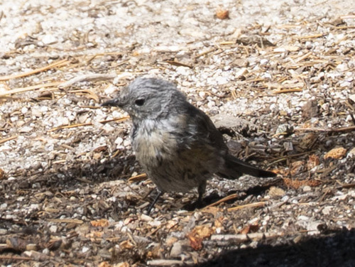 iNaturalist observation photo of Yellow-rumped Warbler