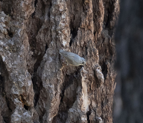 iNaturalist observation photo of Red-breasted Nuthatch
