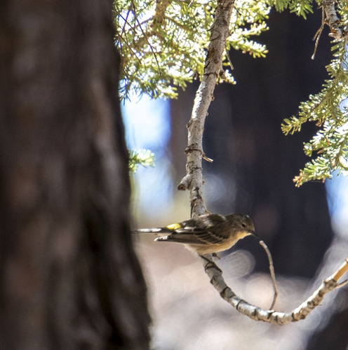iNaturalist observation photo of Yellow-rumped Warbler