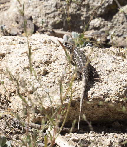 iNaturalist observation photo of Common Sagebrush Lizard