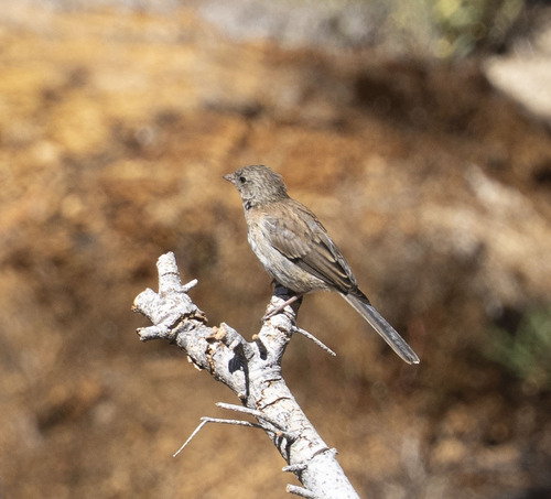 iNaturalist observation photo of Dark-eyed Junco