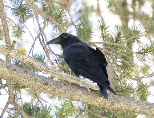 iNaturalist observation photo of Common Raven