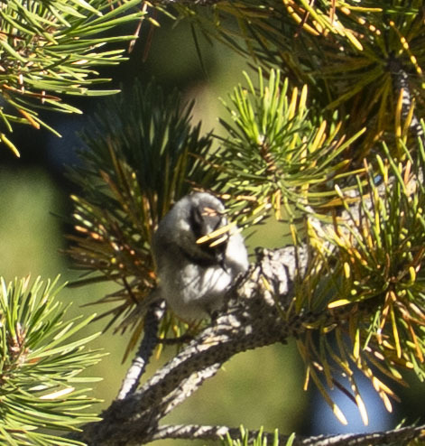 iNaturalist observation photo of Mountain Chickadee