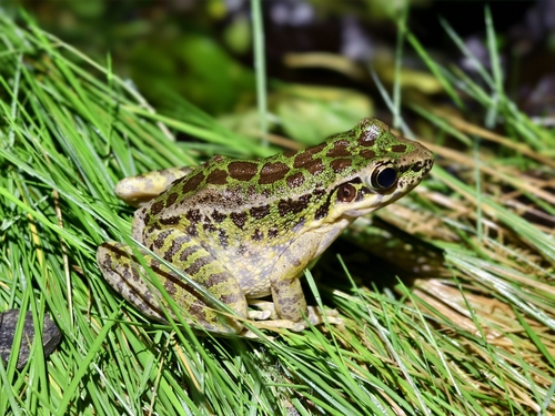 Tianmu Sharp-nosed Frog