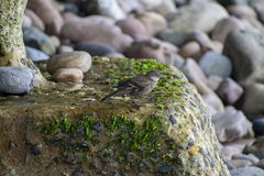 Cinclodes taczanowskii