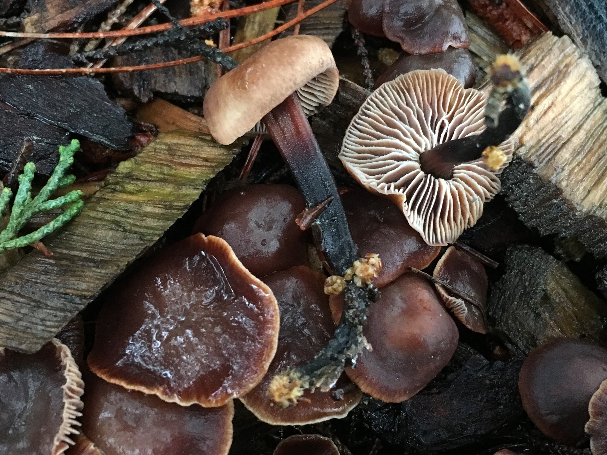 Gymnopus brassicolens var. brassicolens image