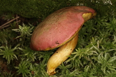 Boletus miniato-olivaceus