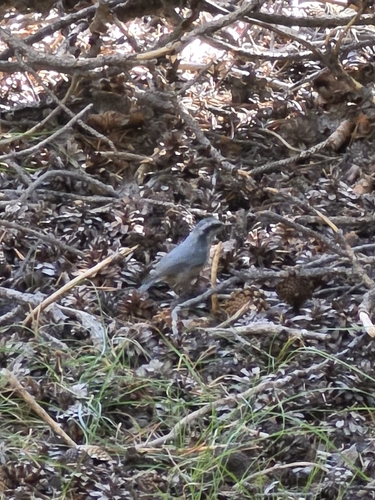 iNaturalist observation photo of Red-breasted Nuthatch