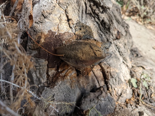 iNaturalist observation photo of Hymenochaetaceae