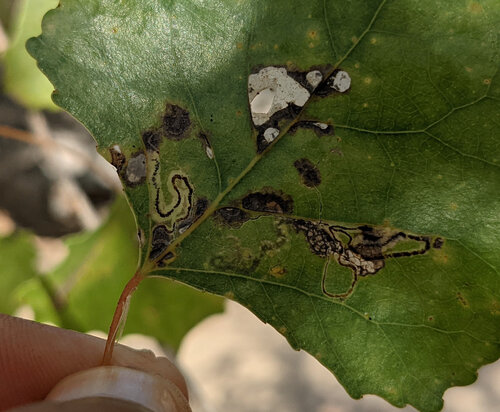iNaturalist observation photo of Stigmella salicis group