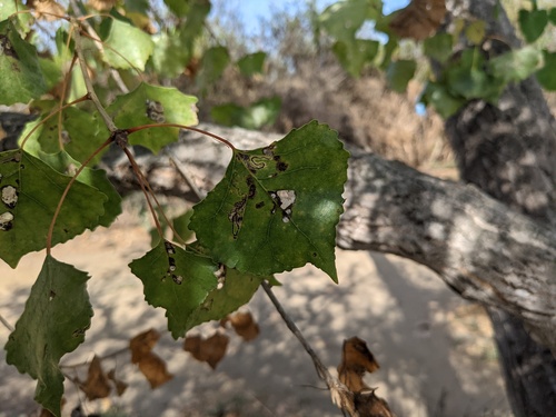 iNaturalist observation photo of Frémont Cottonwood
