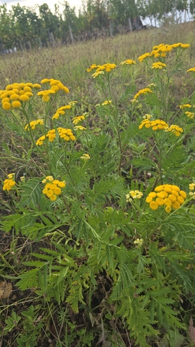 tansy