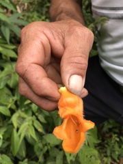 Columnea strigosa