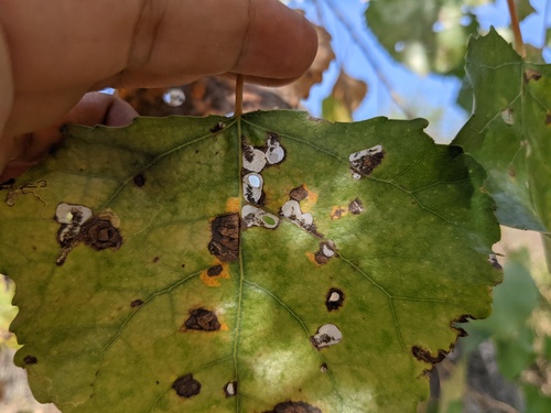 iNaturalist observation photo of Coptodisca