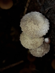 Pseudohydropus parafunebris