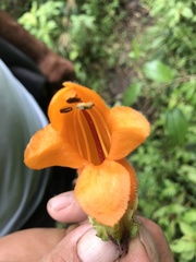 Columnea strigosa