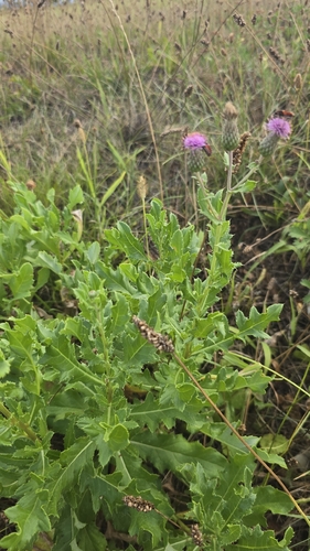 creeping thistle
