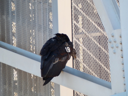 California Condor