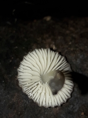 Pseudohydropus parafunebris