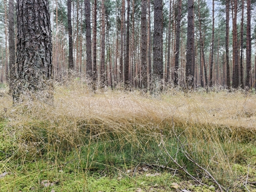 wavy hair-grass