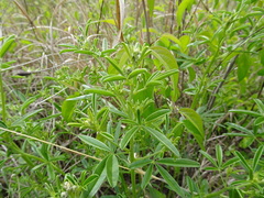 Pediomelum tenuiflorum
