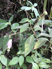 Kohleria affinis