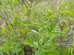 Pediomelum tenuiflorum