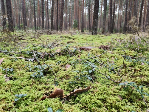 pipsissewa