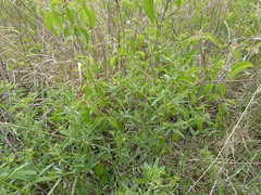 Pediomelum tenuiflorum