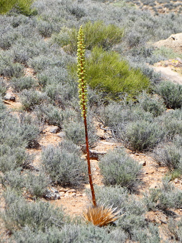 Utah Agave