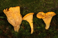 Cantharellus tenuithrix