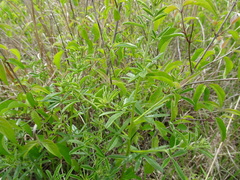 Pediomelum tenuiflorum