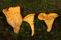Cantharellus tenuithrix