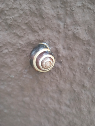 Brown-lipped Snail