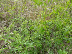 Pediomelum tenuiflorum