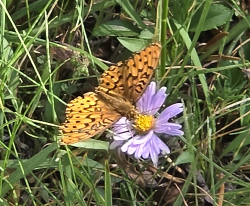 iNaturalist observation photo of Mormon Fritillary