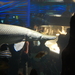 Large Gars - Photo (c) Kevin Krejci, some rights reserved (CC BY)