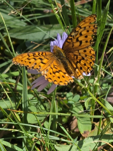 iNaturalist observation photo of Mormon Fritillary
