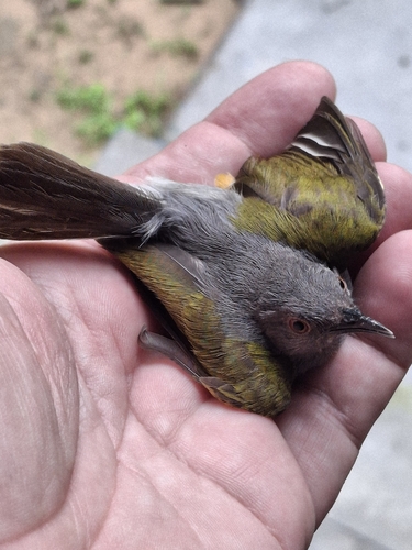 Green-backed Camaroptera