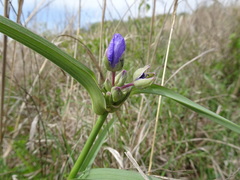 Tradescantia bracteata
