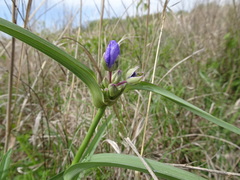 Tradescantia bracteata