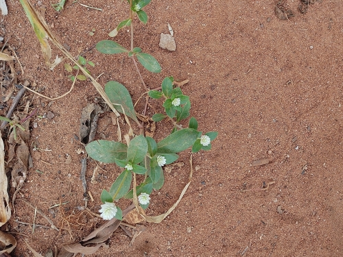 prostrate globe-amaranth