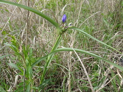Tradescantia bracteata