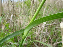 Tradescantia bracteata