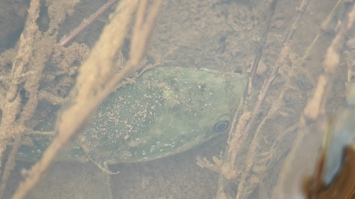 Small Snakehead