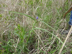 Tradescantia bracteata