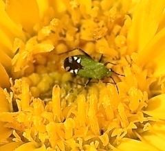 Macrotylus amoenus