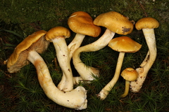 Cortinarius lewisii