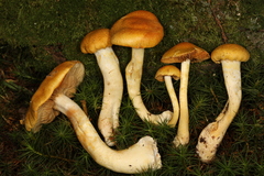 Cortinarius lewisii
