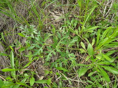 Polytaenia nuttallii